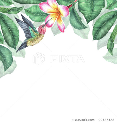 Watercolor botanical illustration. Square frame with plumeria and flying hummingbird. Pink frangipani flowers. Place for text. Isolated on a white background.For the design of travel brochures, cards 99527328