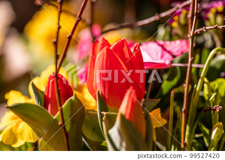Different flowers and seedlings near the florist flower shop entrance, spring time, easter concept Different flowers and seedlings near the florist flower shop entrance, spring time, easter concept 99527420