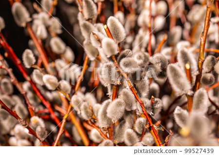 Willow shoots with on the branches, fluffy willow flowers. Palm Sunday. Selective focus. Easter concept, natural awakening in the spring. 99527439