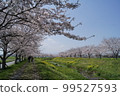 櫻桃樹 99527593