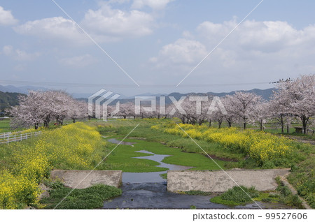 櫻花風景 櫻花風景 99527606