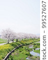 櫻花風景 99527607