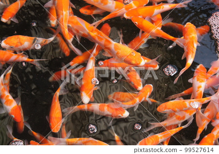 鯉魚 鯉魚 99527614