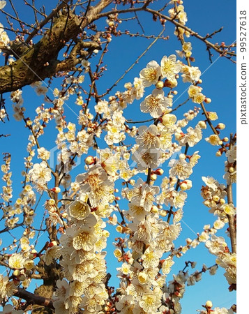 白梅花盛開。對於新賽季。 白梅花盛開。對於新賽季。 99527618