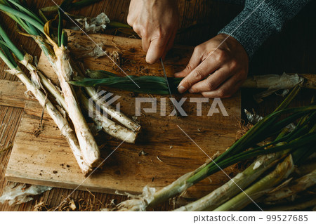 man cuts some raw calcots typical of catalonia 99527685