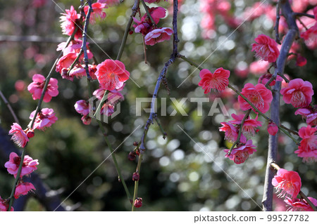 粉紅色的垂梅花瓣盛開 99527782