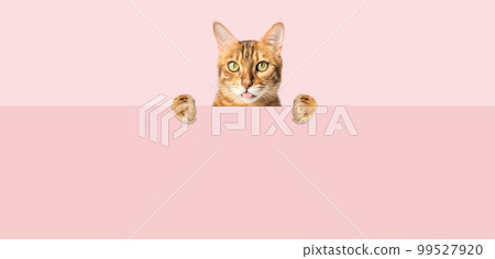 The ginger cat shows its tongue and peeks out from behind the background 99527920
