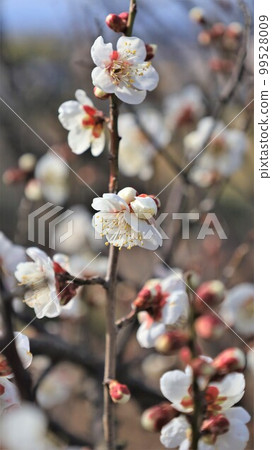Nanbu Bairin Park/Plum Blossoms (Nanbu Town, Wakayama Prefecture) Nanbu Bairin Park/Plum Blossoms (Nanbu Town, Wakayama Prefecture) 99528009