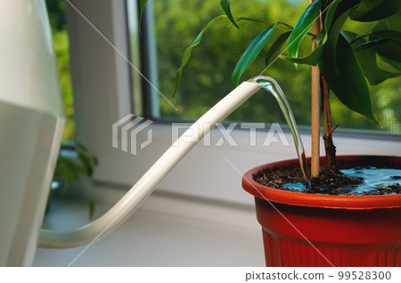gardener who is not visible is watering a houseplant in a pot on a windowsill in a house, close-up. Hobbies, home gardening, houseplants gardener who is not visible is watering a houseplant in a pot on a windowsill in a house, close-up. Hobbies, home gardening, houseplants 99528300
