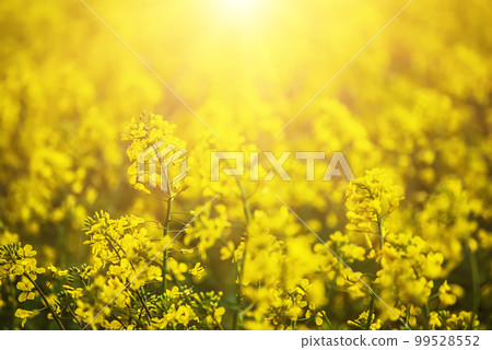 Rapeseed spring flowers 99528552