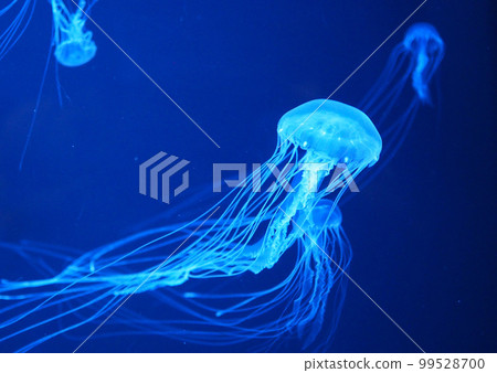 籠子 籠子 99528700