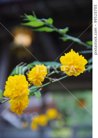 松尾大社盛開的萩花 松尾大社盛開的萩花 99528705