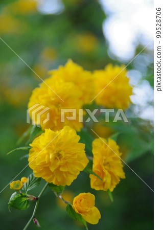 松尾大社盛開的萩花 99528706