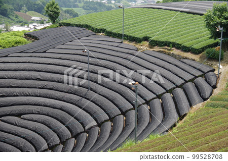 Kyoto's hometown of Uji tea, Wazuka's round tea plantation 99528708