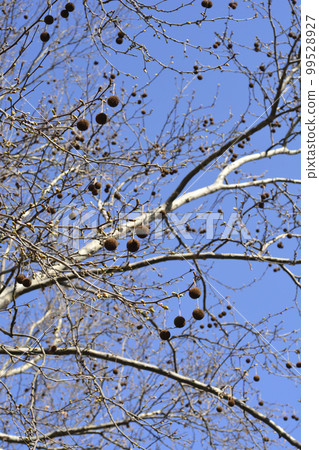 London plane 99528927