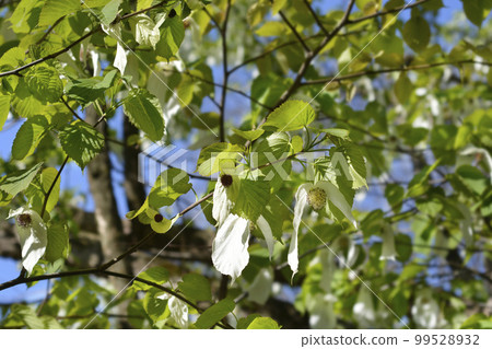 Handkerchief tree 99528932