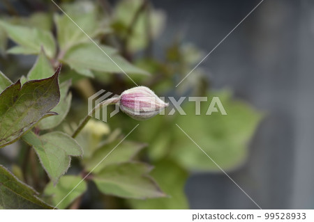 Clematis Fragrant Spring Clematis Fragrant Spring 99528933