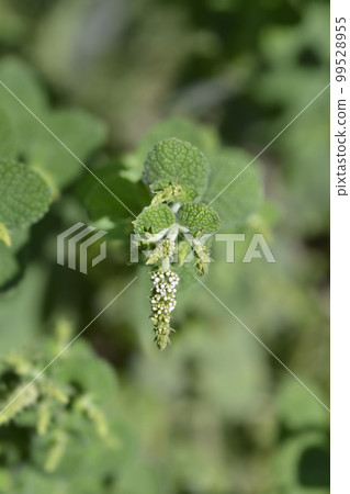 Pineapple mint Pineapple mint 99528955