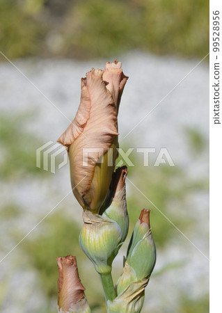 Tall bearded iris Far Corners Tall bearded iris Far Corners 99528956