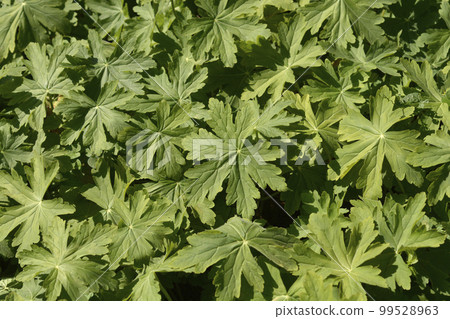 Rock cranesbill Rock cranesbill 99528963