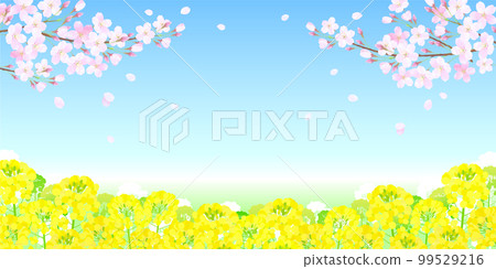 Sakura and rape blossoms cherry blossoms blue sky 99529216
