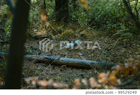 Wild fluffy gray squirrel in the dense thicket of the forest 99529249