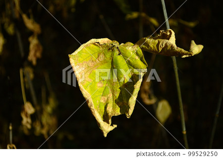 Withering green leaf of a plant close-up 99529250