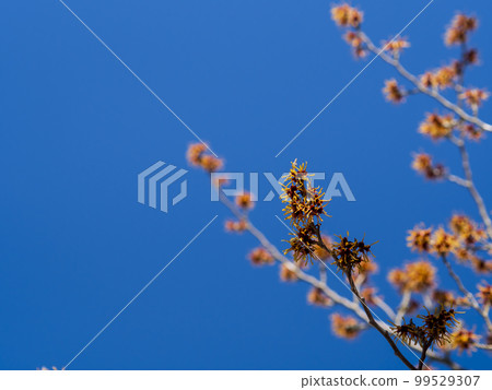 春天的藍天和金縷梅花 春天的藍天和金縷梅花 99529307