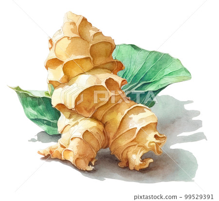 Ginger root isolated on white background. Generative AI illustration in watercolor style 99529391