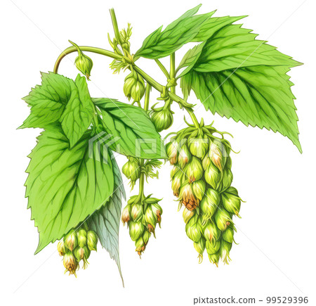 Hops branch with flowers and leaves isolated on white background. Generative AI watercolor illustration Hops branch with flowers and leaves isolated on white background. Generative AI watercolor illustration 99529396