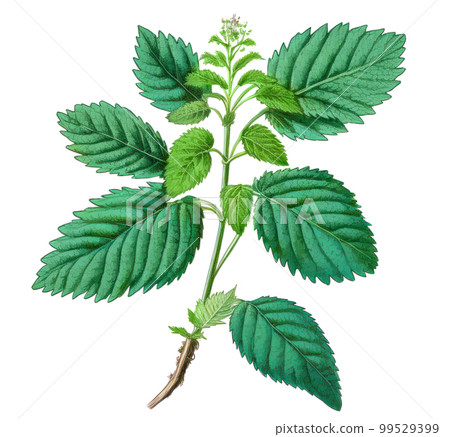 Melissa (lemon balm) plant isolated on white background. Generative AI illustration in detailed watercolor style Melissa (lemon balm) plant isolated on white background. Generative AI illustration in detailed watercolor style 99529399
