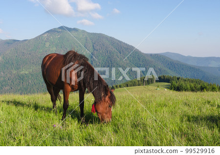 Brown horse grazing in a mountain meadow in Carpathians Brown horse grazing in a mountain meadow in Carpathians 99529916