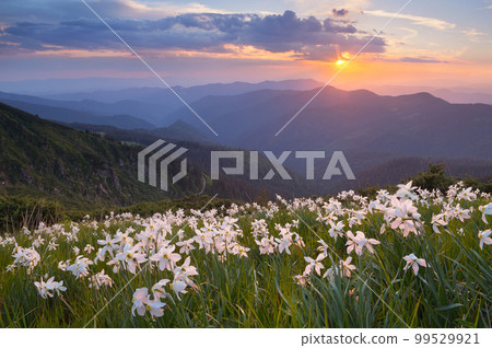 Flowers of daffodils in the mountains 99529921