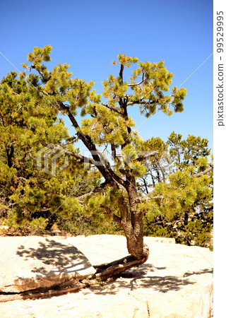 Brave Pinon Pine Tree Grand Canyon Arizona Brave Pinon Pine Tree Grand Canyon Arizona 99529995