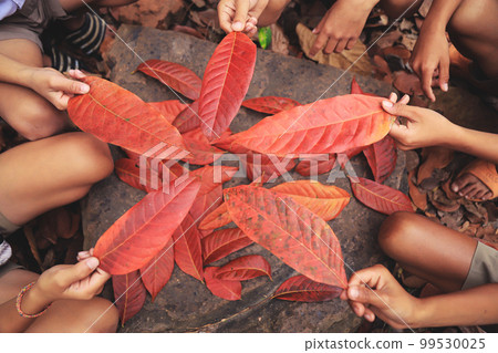 Kid showing red leaves color from learning activity of season change to summer in science subject 99530025