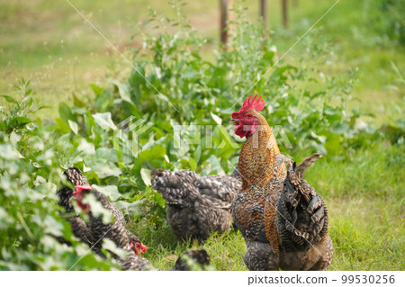 free-range chicken free-range chicken 99530256