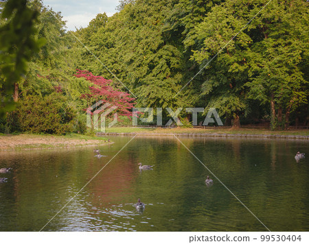 ducks on pond in Englischer Garten park, Munich 99530404
