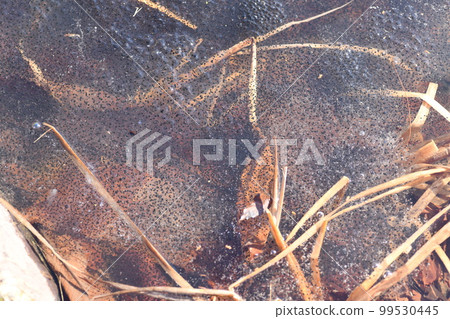 池塘里的青蛙卵似乎需要很長時間才能到達蝌蚪 99530445