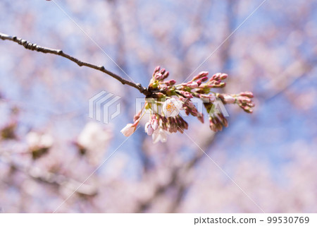 櫻花季的快照 99530769