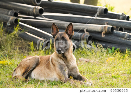 Belgian Malinois sitting on lawn Belgian Malinois sitting on lawn 99530935