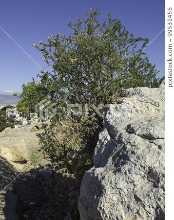the city of Athens in Greece 99531456