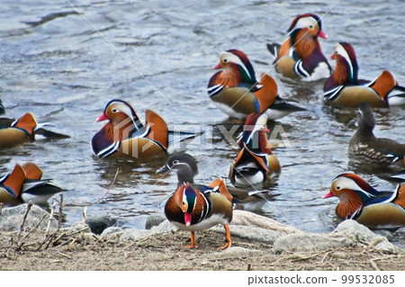 飛入鳥取縣日野町日野川的鴛鴦 飛入鳥取縣日野町日野川的鴛鴦 99532085