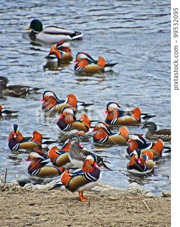 飛入鳥取縣日野町日野川的鴛鴦 99532095