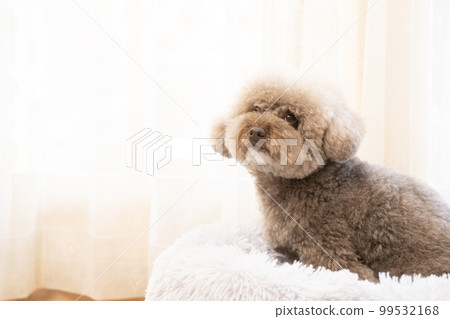 Toy poodle smiling with a white background 99532168
