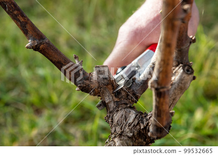 Farmer pruning the vine in winter. Agriculture. Farmer pruning the vine in winter. Agriculture. 99532665