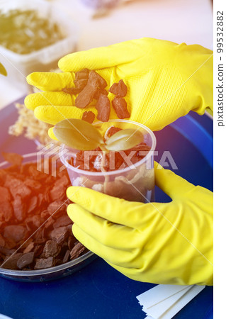 orchid transplanting, woman transplanting houseplants 99532882