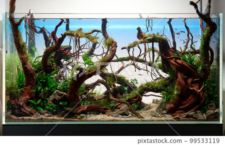 Aquascaped freshwater aquarium with neon fish, live plants, Frodo stones and Redmoor roots. Jungle style aquascape. Microsorum Trident, various rotalas, anubias, moss. Aquascaped freshwater aquarium with neon fish, live plants, Frodo stones and Redmoor roots. Jungle style aquascape. Microsorum Trident, various rotalas, anubias, moss. 99533119