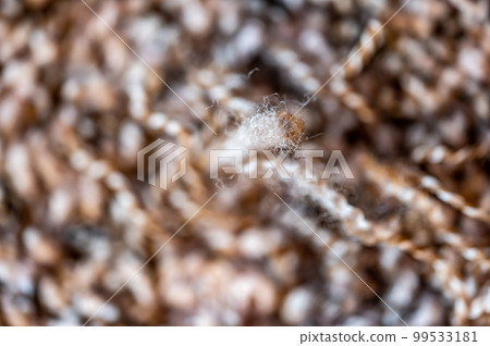 Loose carpet threads coming out of a seam. 99533181
