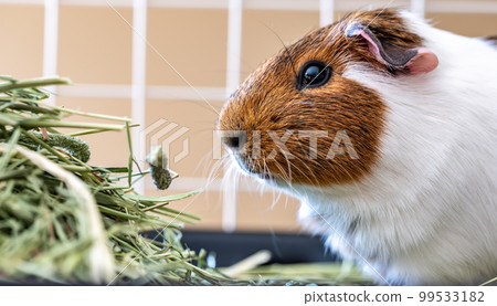 American cavy guinea pig eating hay in a cage. American cavy guinea pig eating hay in a cage. 99533182