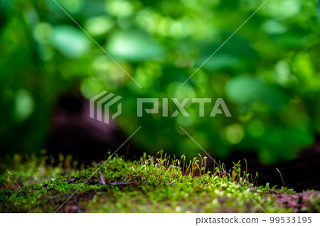 patch of moss showing both gametophytes and sporophytes with a blurred forest backdrop patch of moss showing both gametophytes and sporophytes with a blurred forest backdrop 99533195